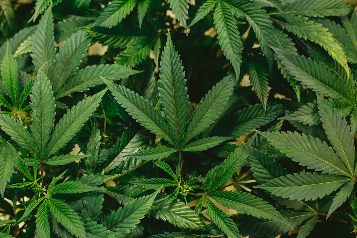 CBD-Blüten kaufen: Was in Deutschland legal ist