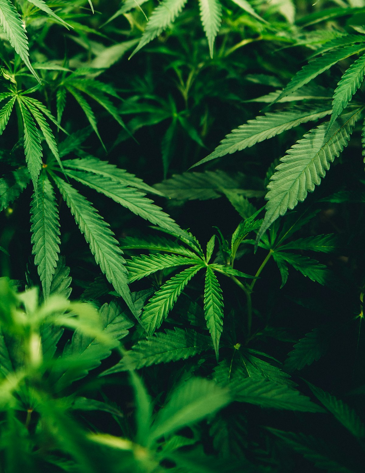 CBD vs. THC: Die wichtigsten Unterschiede einfach erklärt