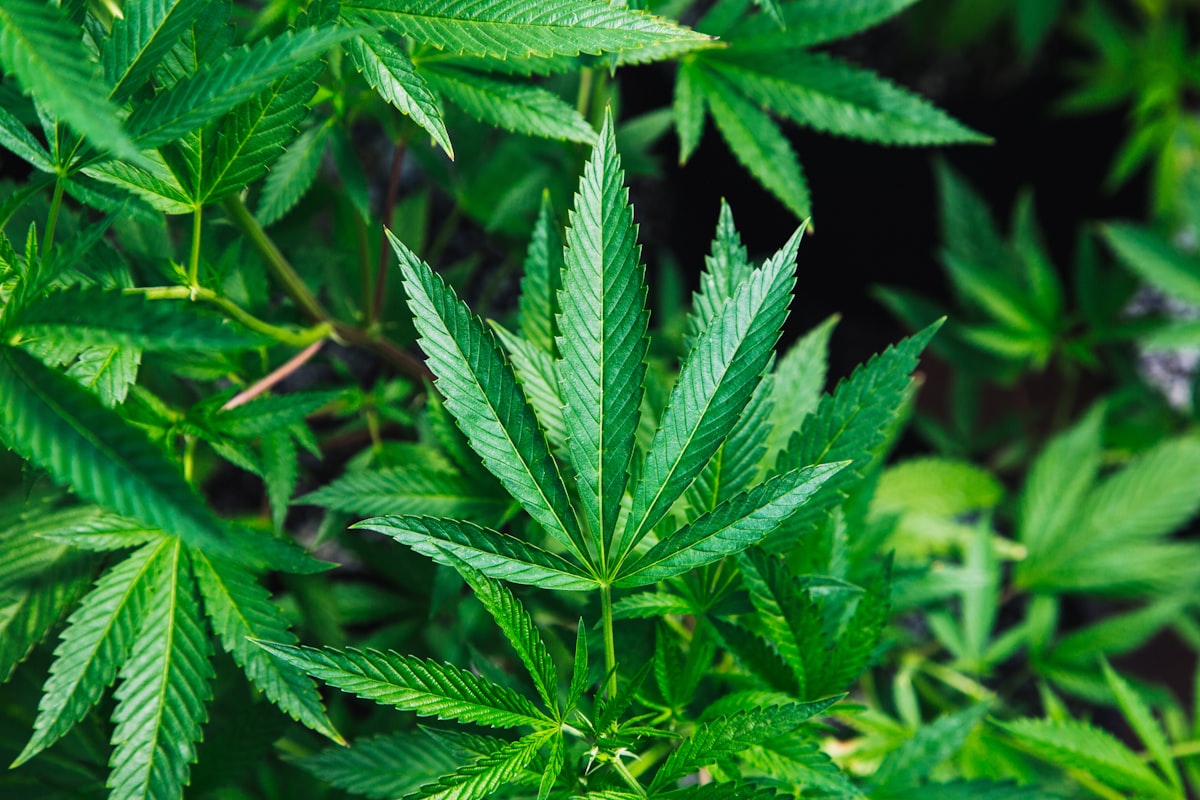 Cannabis-Eigenanbau 2026: Legale Anleitung für Anfänger